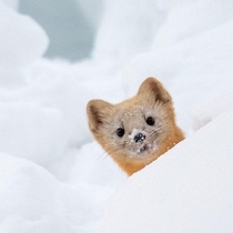 Japanese marten in the snow