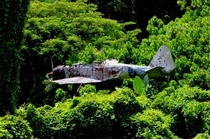 Japanese Mitsubishi Zero still stuck in a tree since WW Papua New Guinea Unknown Photographer 