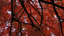 Japanese rowan Sorbus commixta 