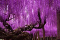 Japanese wisteria  Ashikaga Flower Park in the Tochigi Prefecture of Japan 