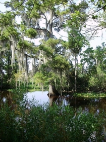 Jean Lafitte National Historic Park Bayou Coquille trail just outside New Orleans Louisiana Took it on my moms point-and-shoot heck yeah 