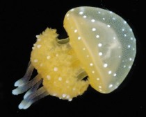 Jelly Fish Phyllorhiza punctata 