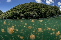 Jellyfish Lake Palau 