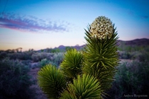 Joshua Tree flowers smell like blue cheese Photo taken in Mojave Desert OC 