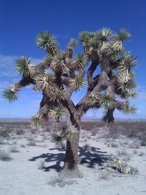 Joshua tree the Mojave desert 