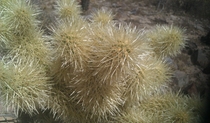 Jumping Cholla cactus - Cylindropuntia fulgida - Sonoran Desert Arizona 