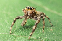 Jumping Spider Experiment  of 