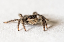 Jumping spider Platycryptus californicus was out today in Montana 