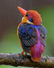 Jungle-Oriental Dwarf Kingfisher photo by Rahul Belsare