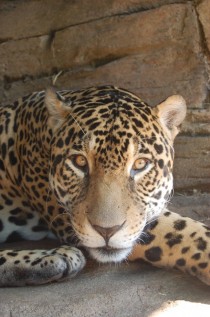 Junior- the younger male jaguar at Woodland Park Zoo taking a break 