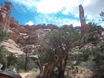 Juniper tree on Druid Trail Canyonlands NP Utah 