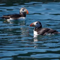 Just a couple of Puffins having a leisurely paddle