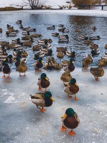 Just a few cool ducks 