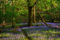 Just a ridiculous amount of bluebells Barkbooth Lot Lake District England 
