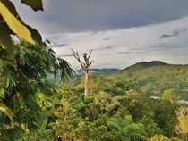 Just a tall dead tree in the middle of a tropical rainforest Ormoc Philippines 