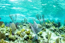 Just below the surface Nassau Bahamas