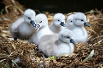 Just born swans 
