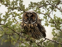 Juvenile Long-eared Owl Photo credit to Mel Dobson
