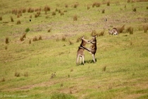 Kangaroos fighting Macropus giganteus 