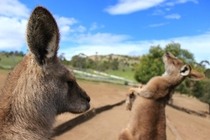 Kangaroos in Bonorong Wildlife Sanctuary Tasmania 