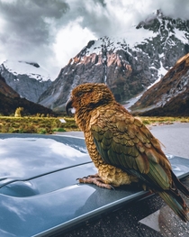 Kea kee-uh - the worlds only alpine parrot and one of the few native species of New Zealand sitting atop my rental car in Fjordland National Park 