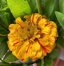Ketchup and Mustard Zinnia- peppermint stick off-type