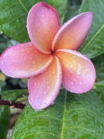 Kimo Named Plumeria Following Afternoon Storms