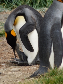 King Penguin feeding chick Parque Pinguino Rey Chile 