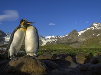 King Penguins Aptenodytes patagonicus Gold Harbour South Georgia Islands Jay Dickman 