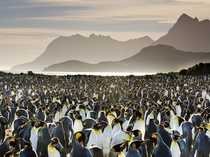 King Penguins Aptenodytes patagonicus on South Georgia Island Frans Lanting 