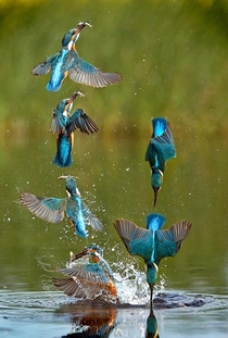 Kingfisher catching fish 