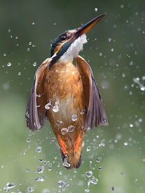 Kingfisher emerging the water 