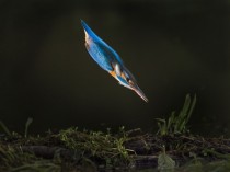 Kingfisher moments before breaching the water 