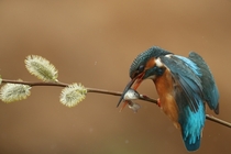 Kingfisher with its catch Photo credit to Robert E Fuller
