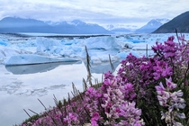 Knik Glacier in Alaska 