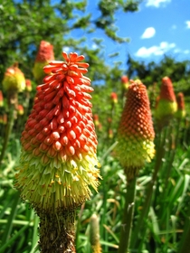 Kniphofia Red Hot Pokers 