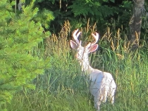 Known as the Ghost Deer in my neck of the woods Albino Buck 