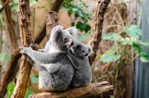Koalas - Mother and child