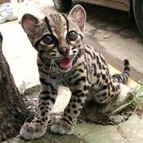 Ladies and Gentlemen I give you the Margay  Scientific name  Leopardus Wiedii  X 