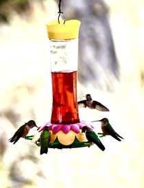 Ladies Brunch - Broad-Tailed Hummingbirds Cotopaxi Colorado