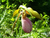 Ladys-slipper orchid growing wild in the woods of Nova Scotia Cypripedium acaule 