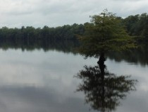 Lake Drummond in the Great Dismal Swamp National Wildlife Refuge Chesapeake VA 