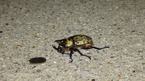 Large horned beetle I found crawling around dime shown for scale 