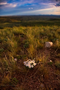 Last gold light on asters Medicine Bow NF Wyoming 