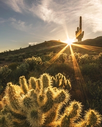 Last light on cholla cacti at the Phoenix Mountain Preserve AZ 