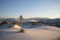 Last month White Sands National Monument became White Sands National Park Its the largest gypsum dune field in the world and its stunning you owe it to yourself to visit if you ever get the chance 