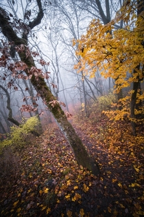 Last pieces of Autumn immersed in fog 