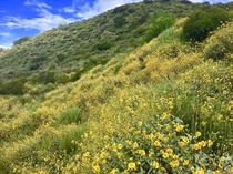 Last year at this time at the Wilderness Park Brittlebush Encelia farinosa