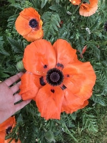 Last years oriental poppy from my friends garden I have quite large hands for reference