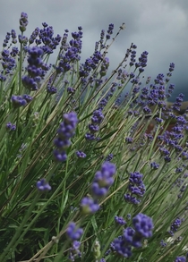 Lavandula angustifolia or lavender to its friends - dramatic against todays black sky
